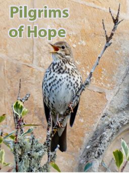 Bird of Hope.jpg